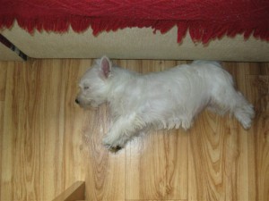 A tak jsem prostě usnula.jpg